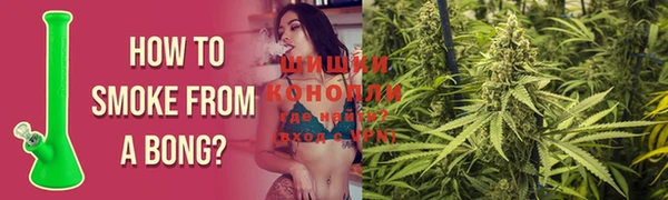 прущие грибы Алзамай